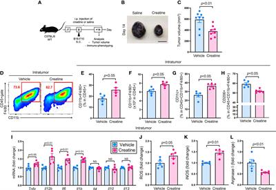 Creatine supplementation enhances anti-tumor immunity by promoting adenosine triphosphate production in macrophages